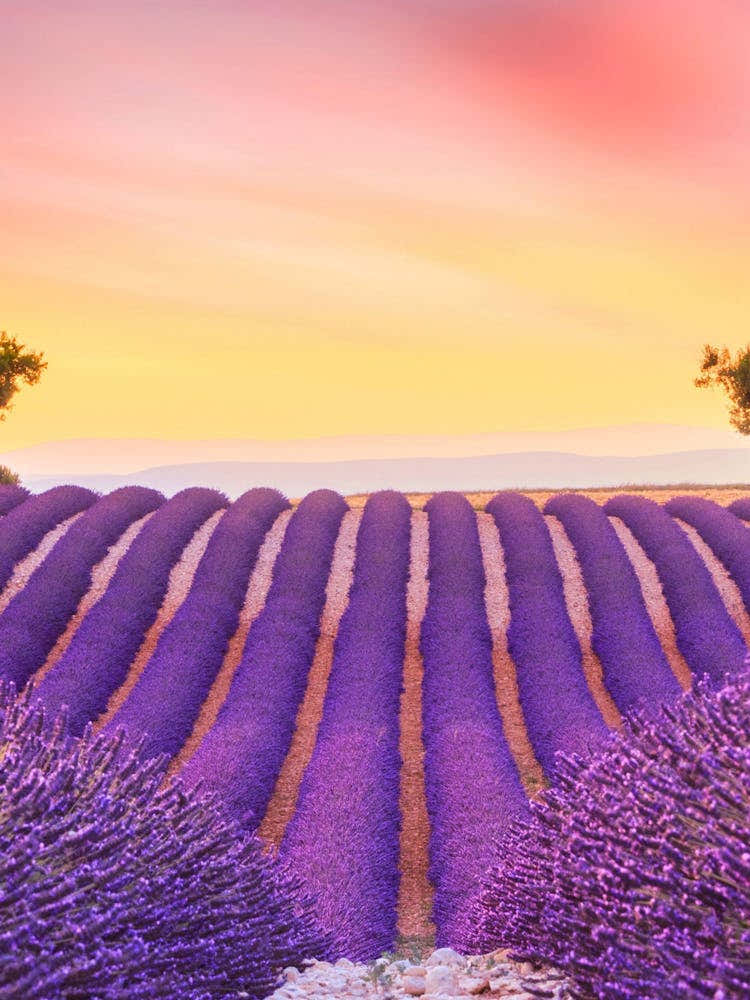 Lavender Field At Sunset