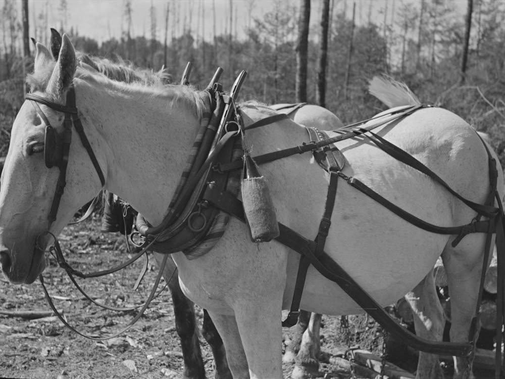 Bottle Of Drinking Water On Horse S Collar, At Lumberjacks Camp, Near Effie, Minnesota By Russell Lee