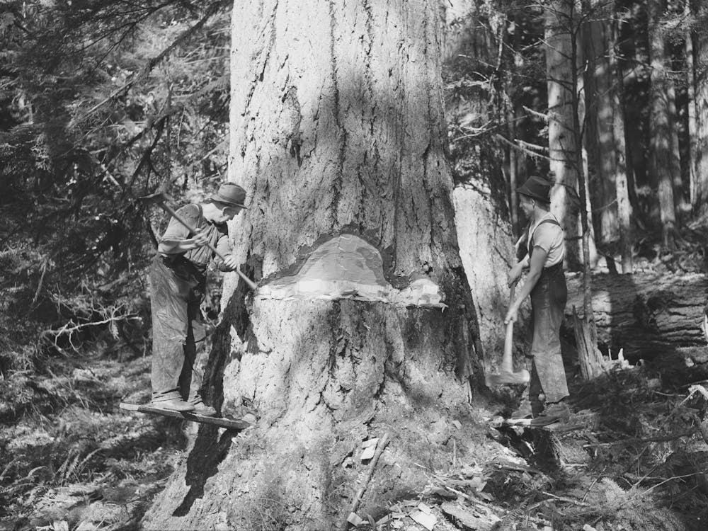 Long Bell Lumber Company, Cowlitz County, Washington, Undercutting A Fir Tree By Russell Lee