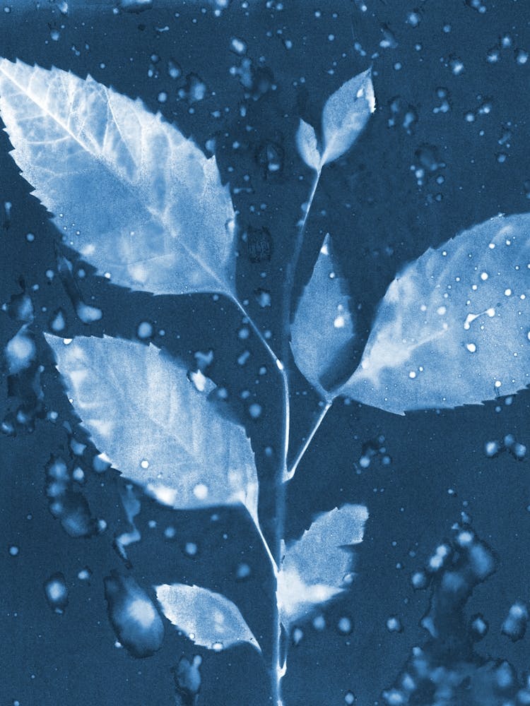 Moody Leaf Specimen in Blue and White Cyanotype