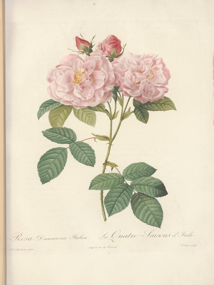 Rose Illustration, Pierre Joseph Redoute (16)
