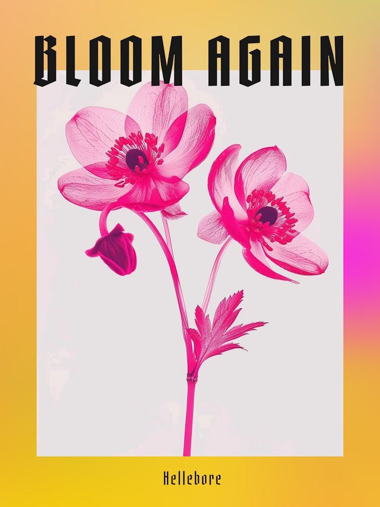 Hot Pink Hellebore 1 Poster