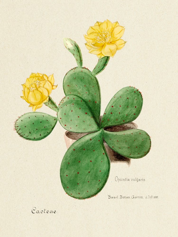 Eastern Prickly Pear Cactus, Familie Der Cacteen
