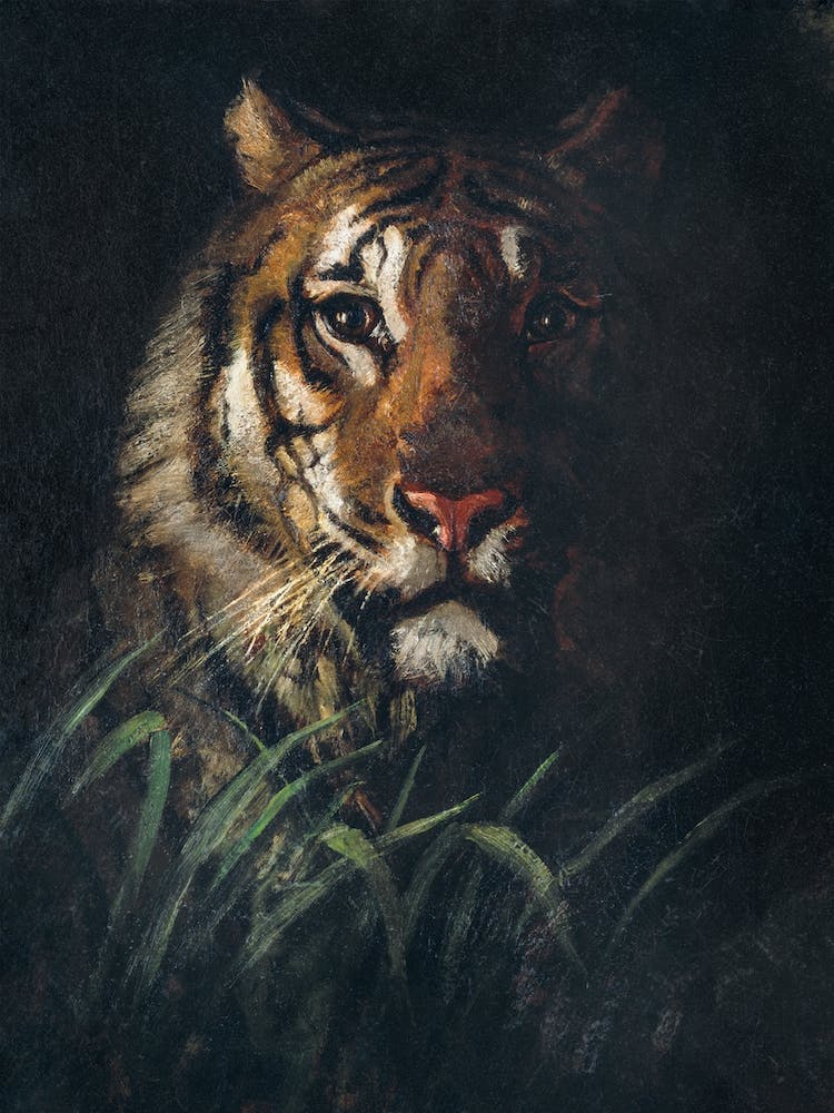 Tigers Head;  Abbott Handerson Thayer