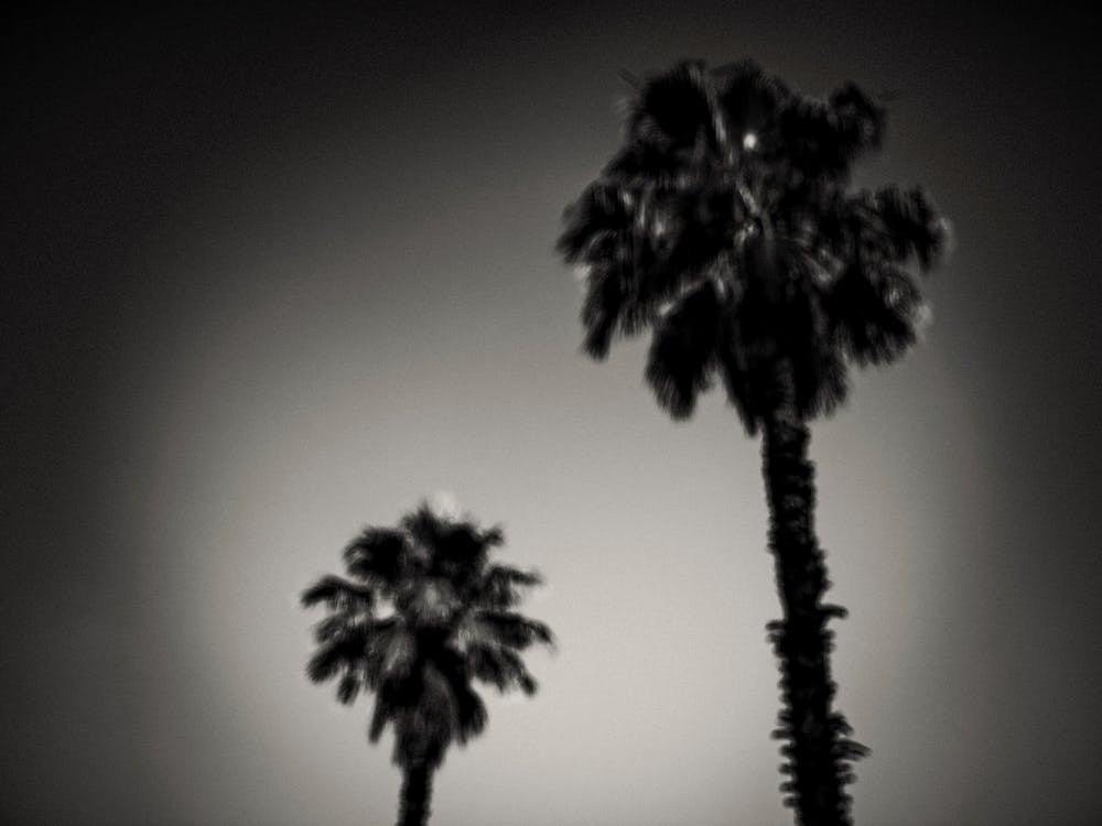 Why Are Palm Trees So Damn Happy