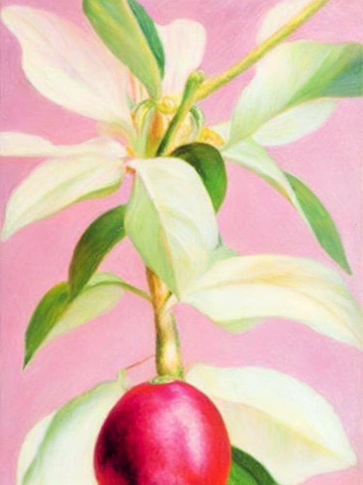 Mangosteen Painting Fruit