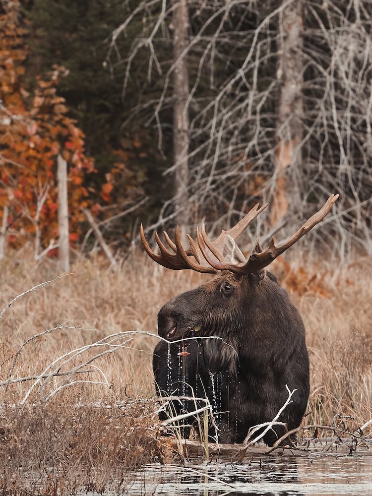 Swamp Moose