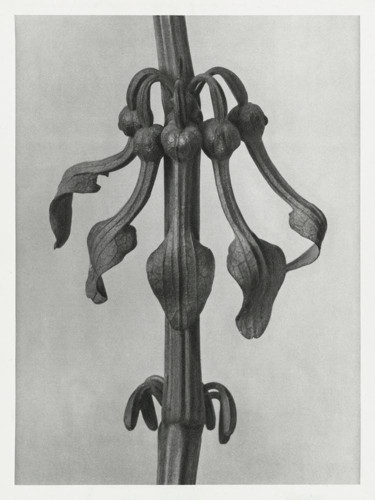 Aristoloche Dressée, Karl Blossfeldt