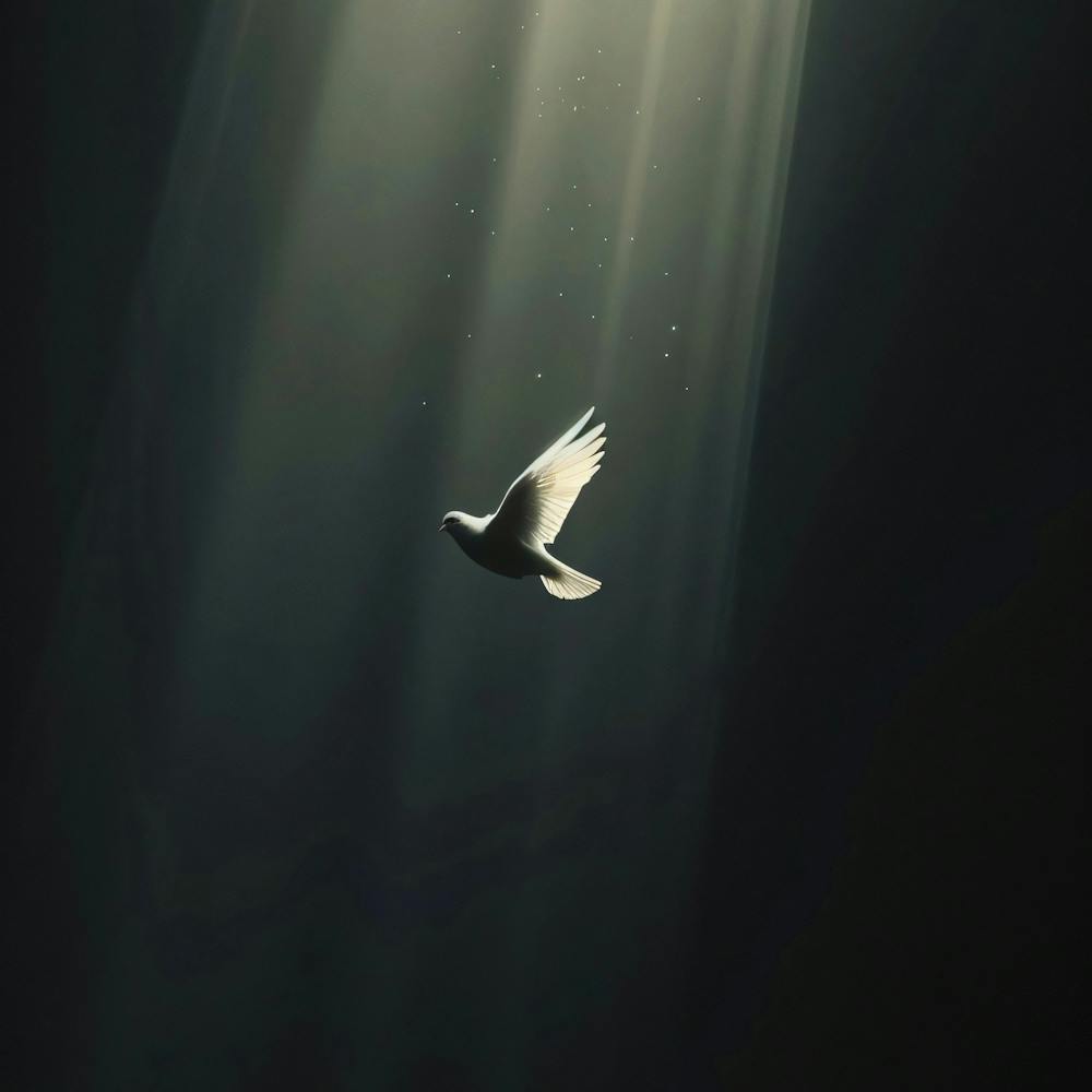 Dove In The Light