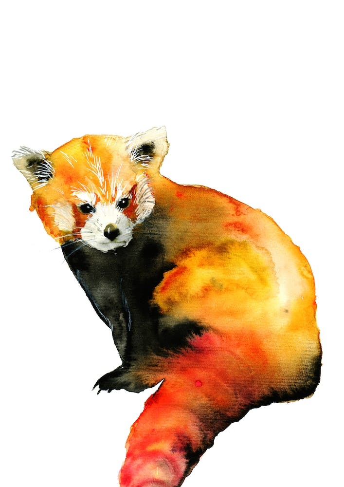 Red Panda