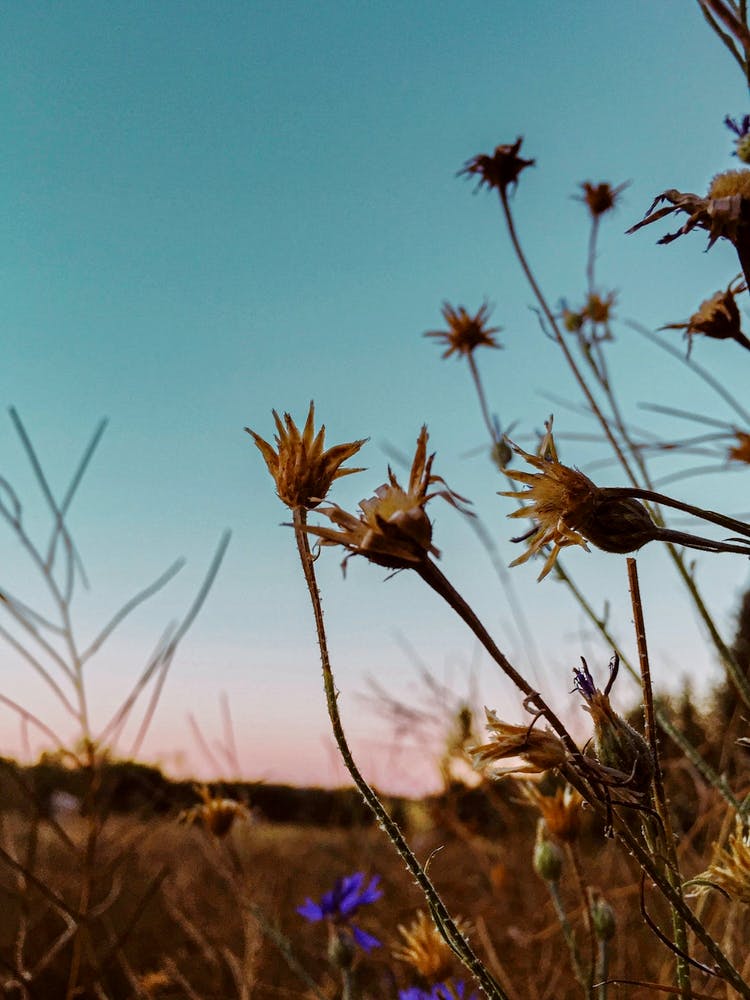 Wildflowers At Dusk