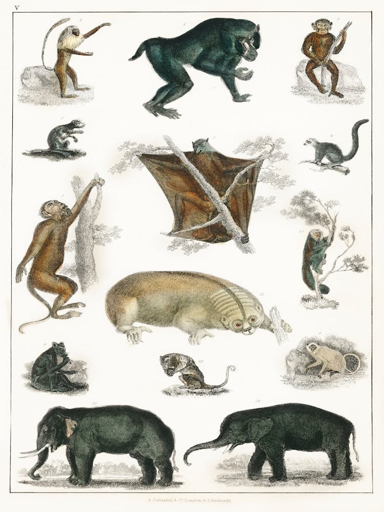 Collection Of Wild Animals, Oliver Goldsmith