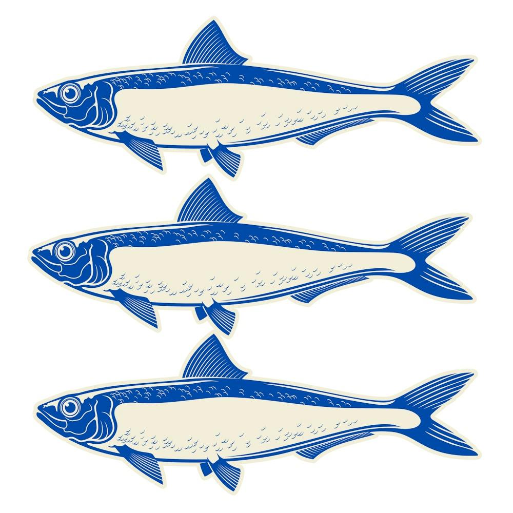 Sardine