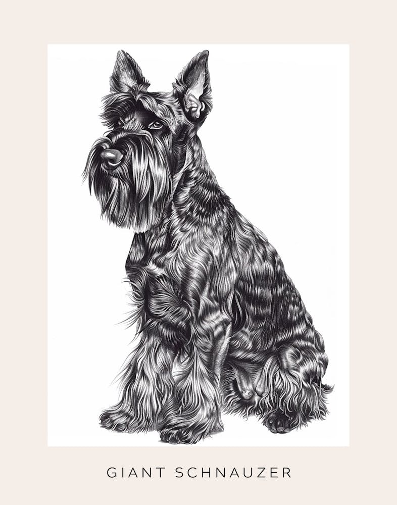 Giant Schnauzer Line Sketch 2 Poster