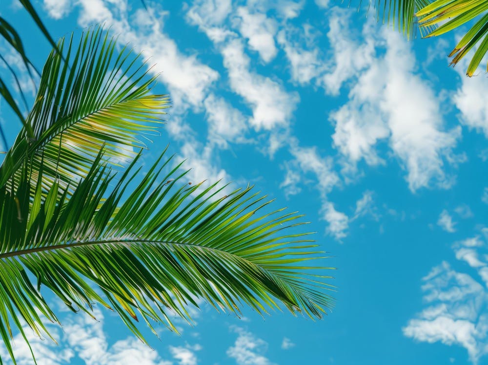 Palm Tree Against Blue Sky 6