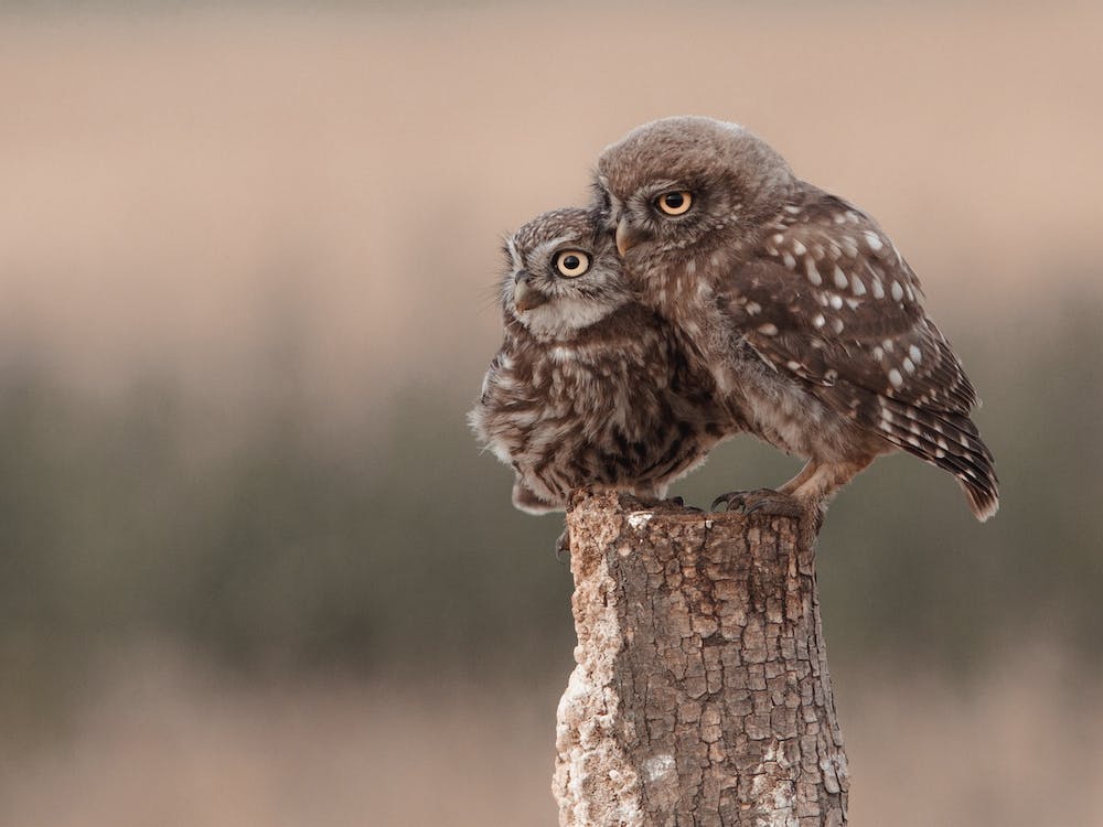 Mama And Baby Burrowing Owls