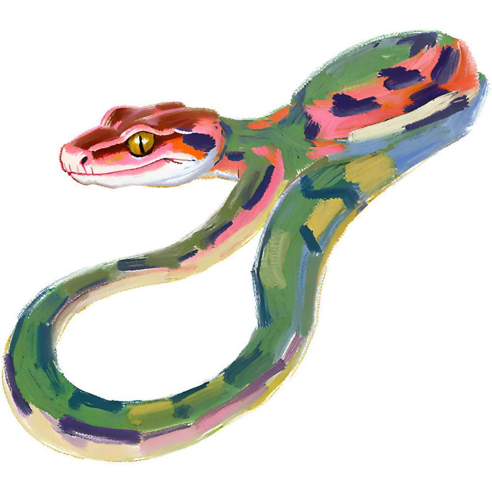 Red Tailed Boa Snake 05