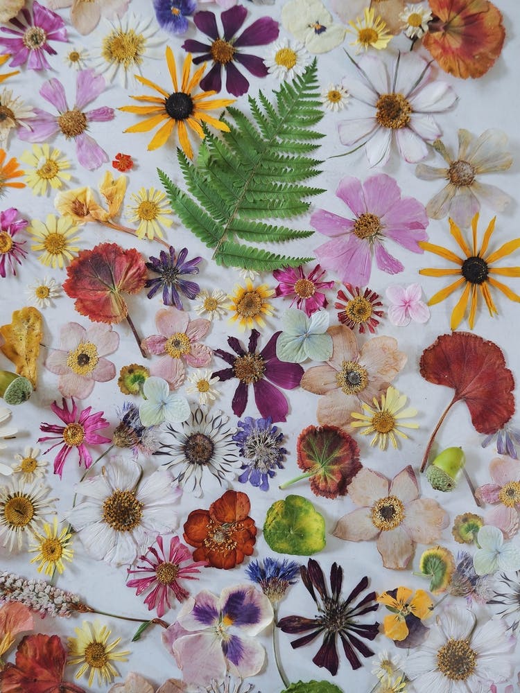 Sleeping Beauty Pressed Flower