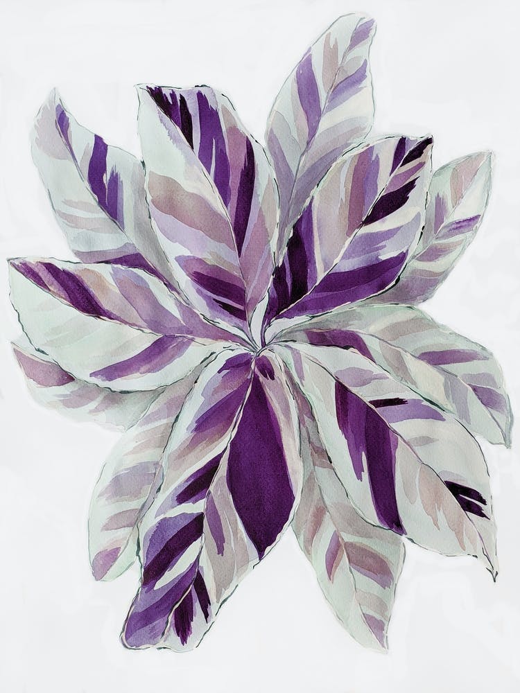 Purple Leaves