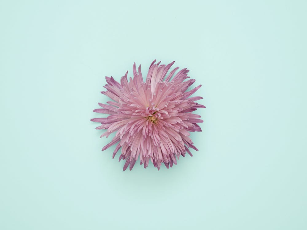 Chrysanthemum Flower