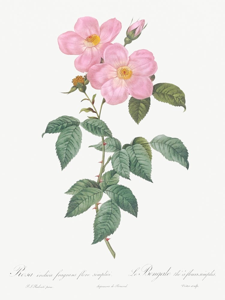 Single Tea Scented Rose, Pierre Joseph Redoute