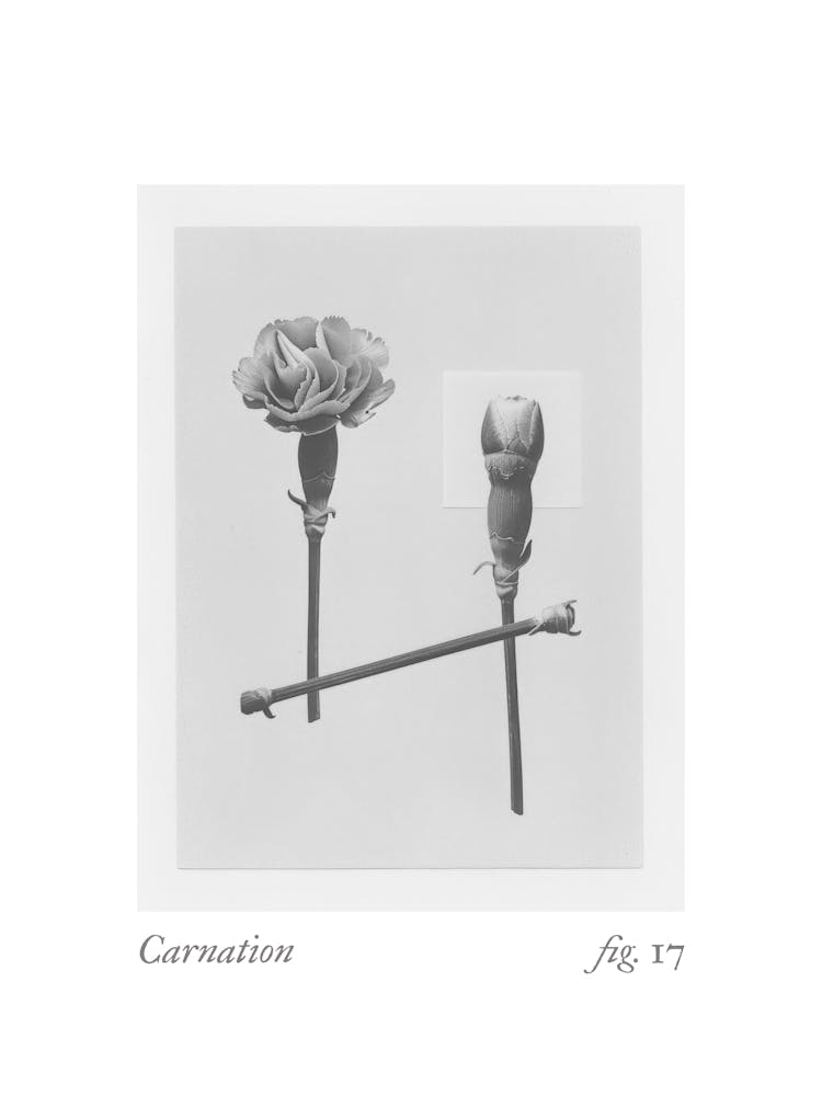 Carnation Botanical Collage 1