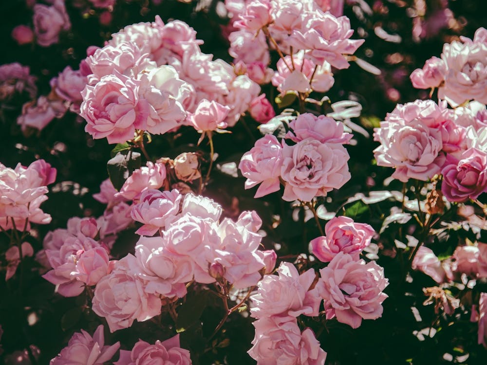 Light Pink Rose Garden