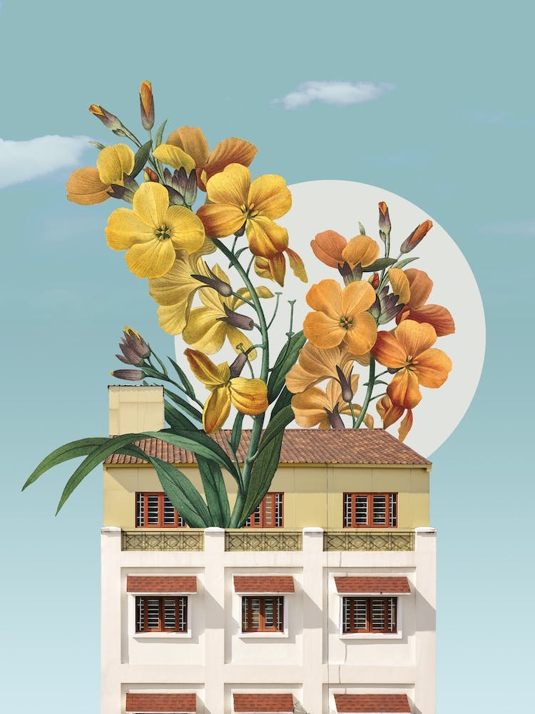 Wallflower 2