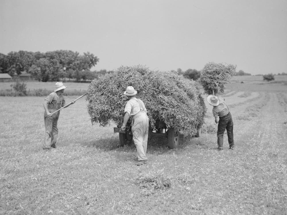 Loading Pea Vines On Truck, Sun Prairie, Wisconsin By Russell Lee