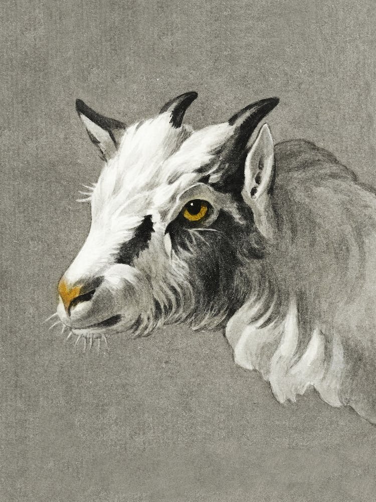 Head Of A Goat, Jean Bernard