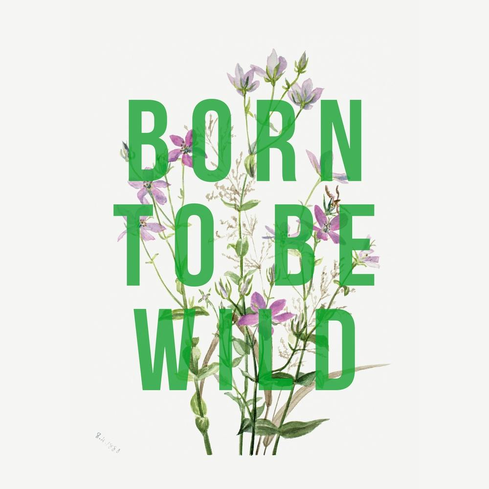 Born To Be Wild Square