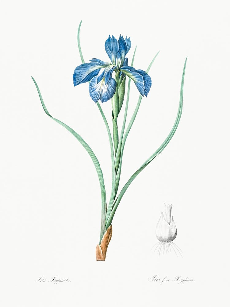 Lris Xyphioides Illustration Aus Les Liliacées (1805), Pierre Joseph Redoute