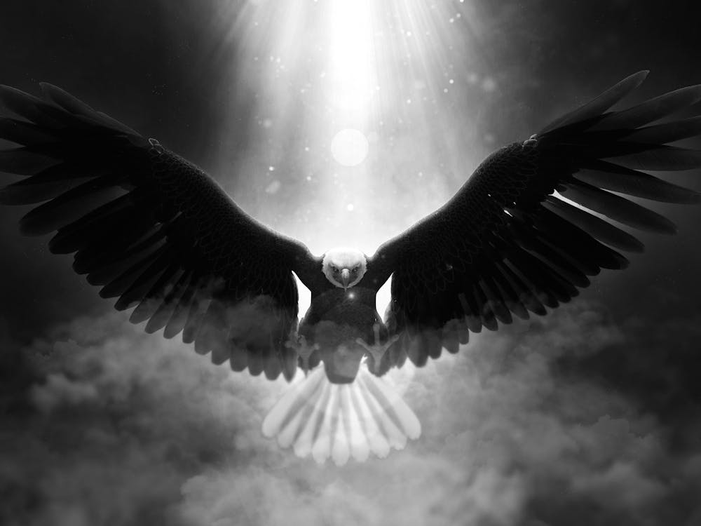 Adler im Flug