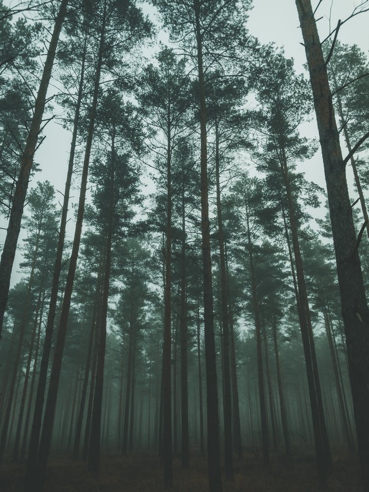 Foggy Forest 2