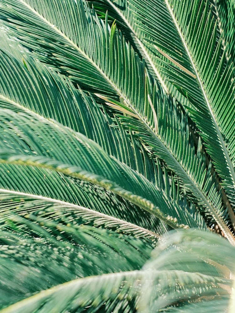 Palm Leaf // Valencia, Spain, Travel & Nature Photography