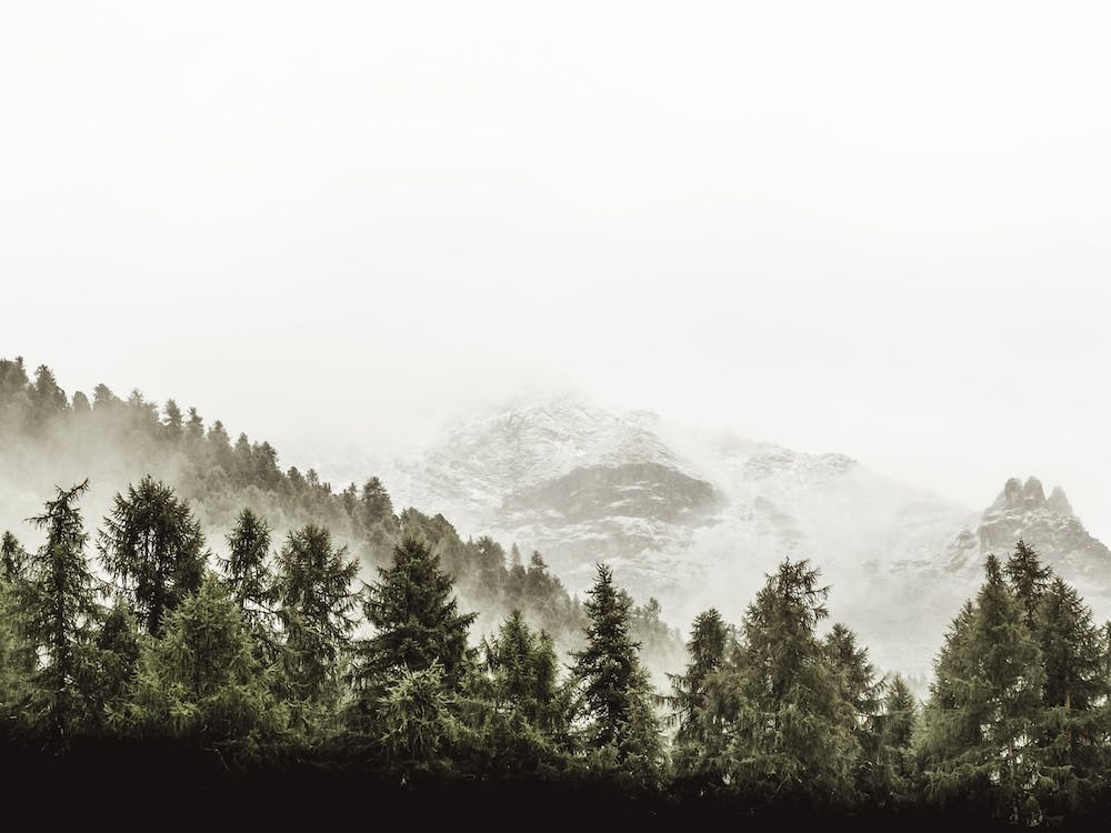 Foggy Evergreen Trees