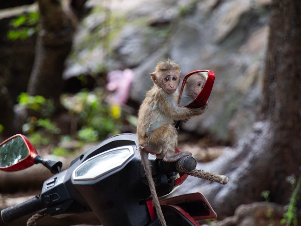 Monkey Motorbike Mirror Reflection