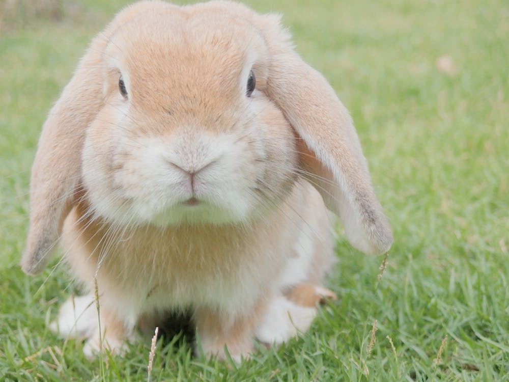 Long Eared Rabbit