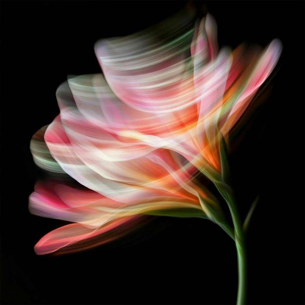 Lily Of The Valley 4