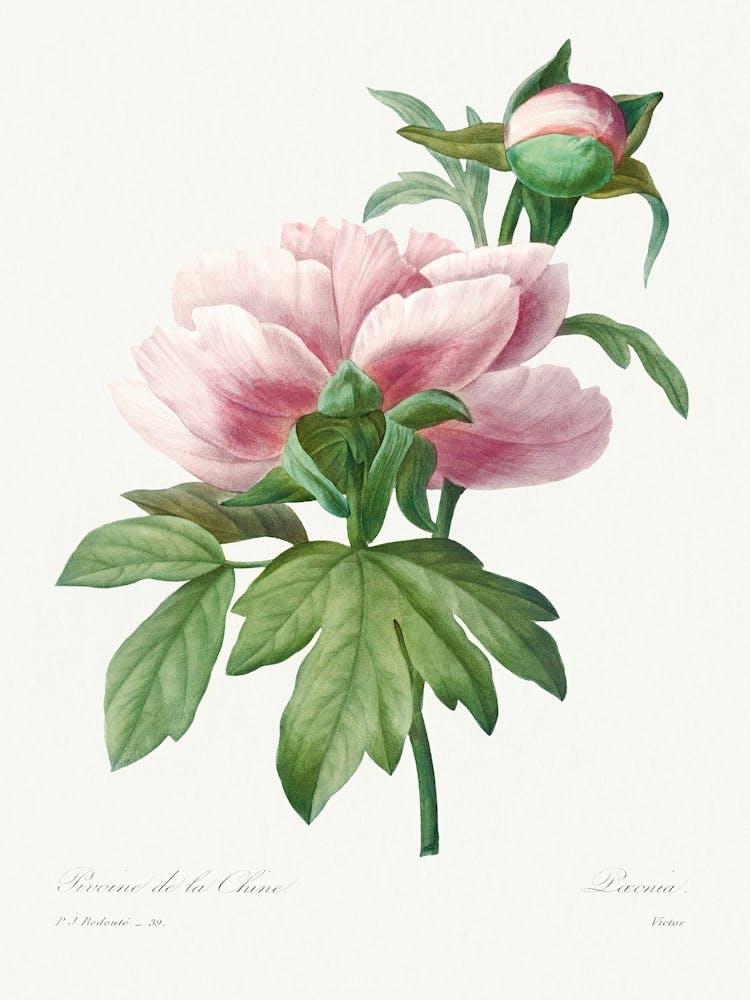 Peony, Pierre Joseph Redoute