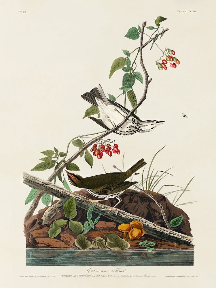 Golden Crowned Thrush, Birds Of America, John James Audubon