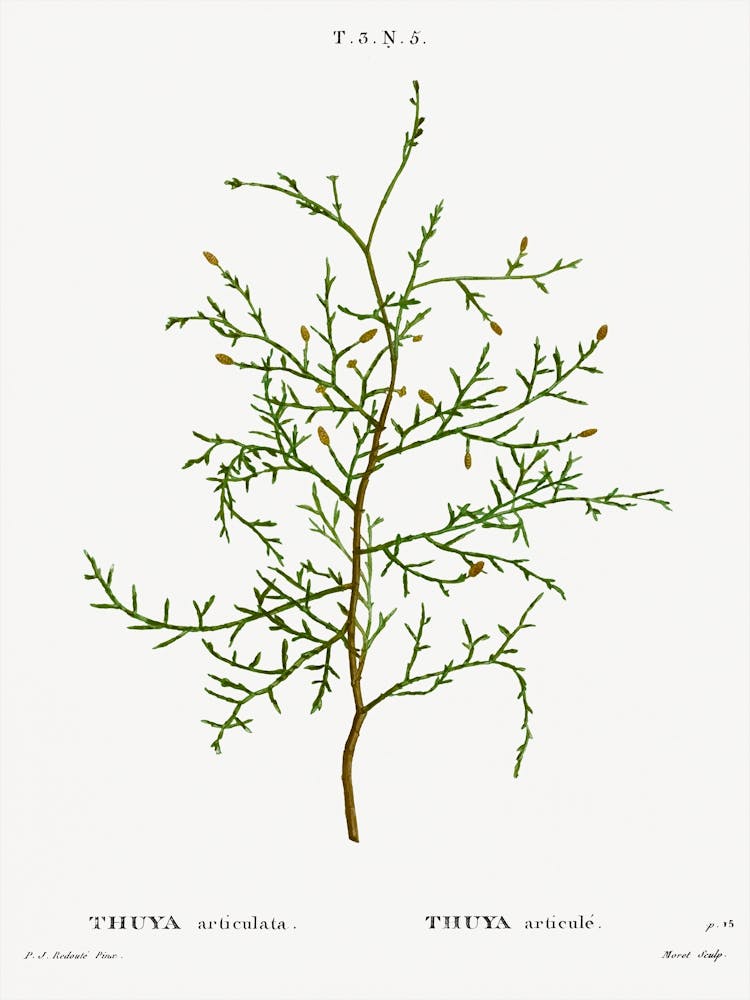 Sictus Tree, Pierre Joseph Redoute