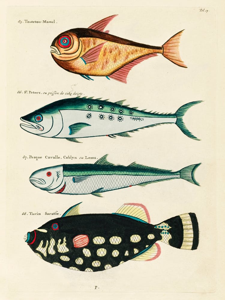 Colourful And Surreal Illustrations Of Fishes Found In Moluccas (Indonesia) And The East Indies, Louis Renard(9)