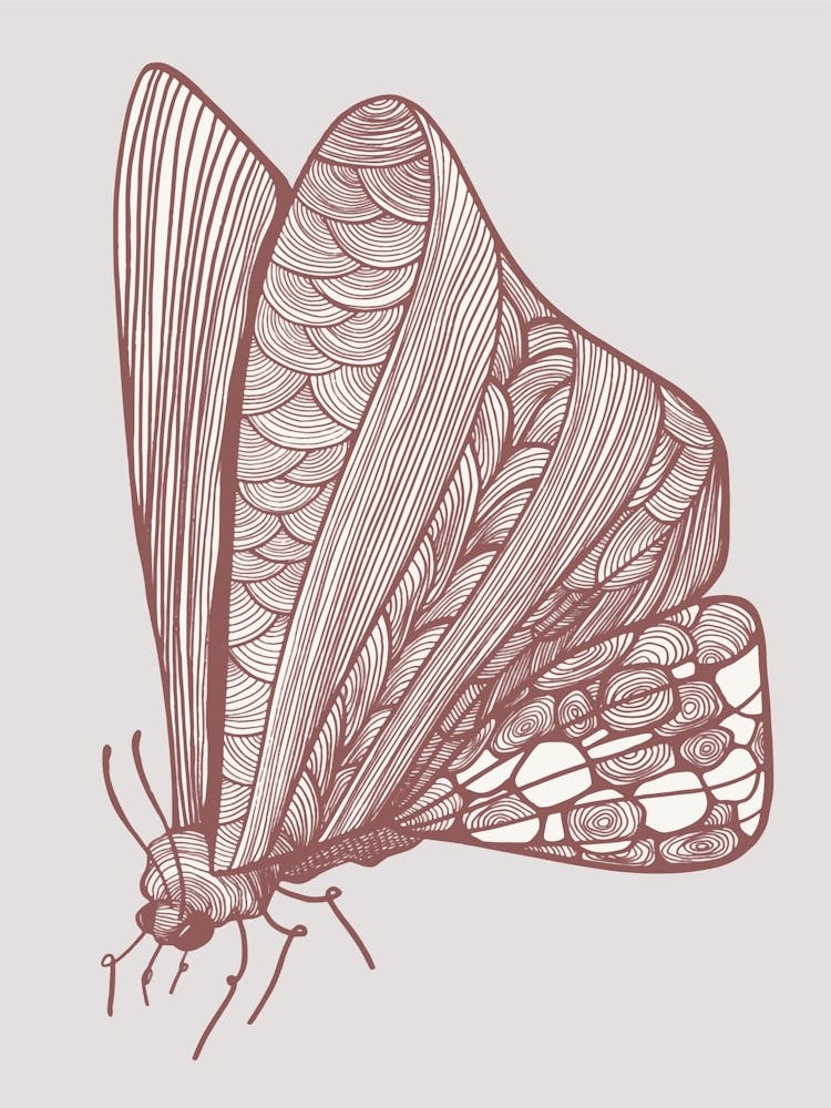 Moth Modern