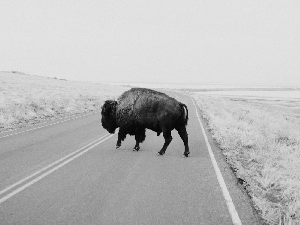 Buffalo Bison