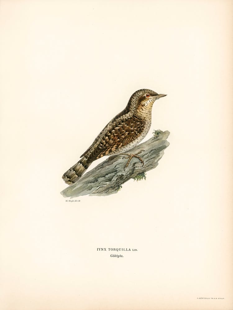 Eurasian Wryneck, The Von Wright Brothers