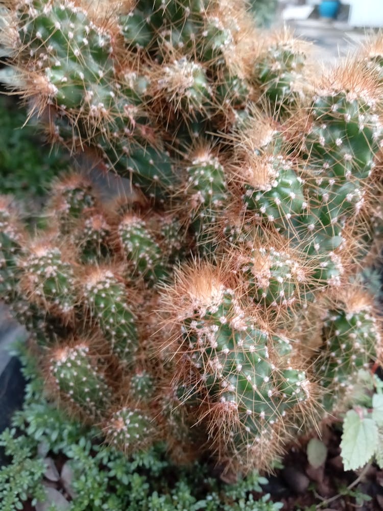 Cactus