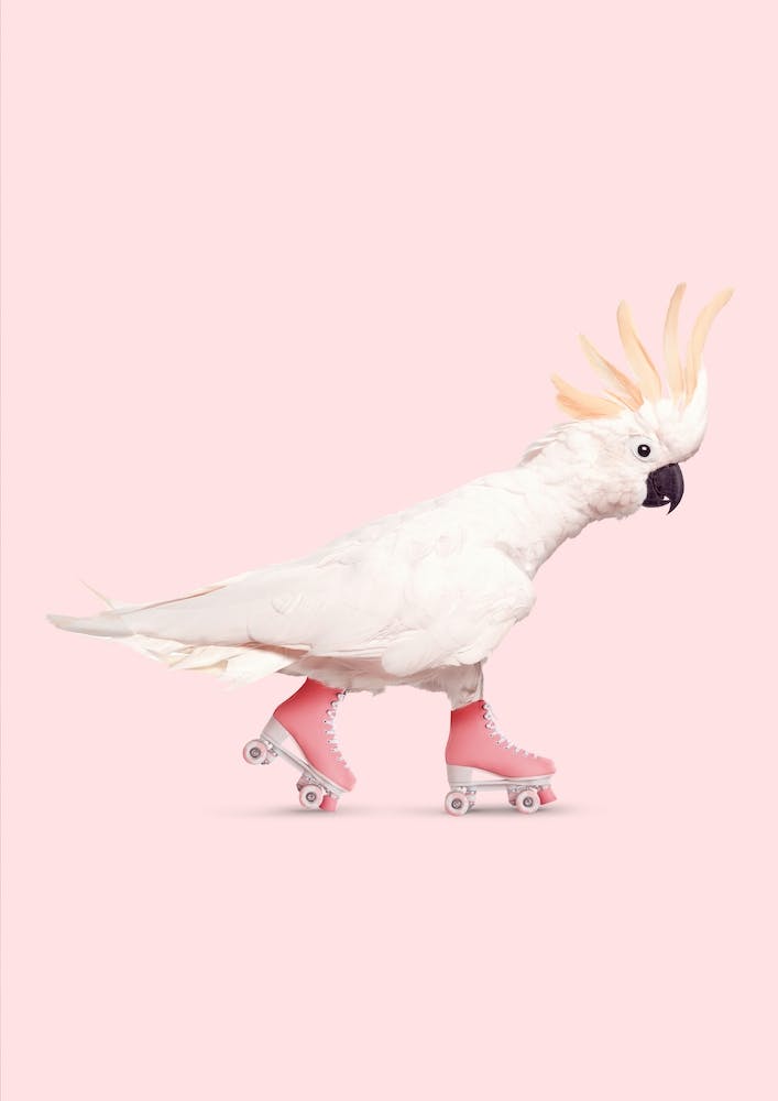 Rollerskating Cockatoo