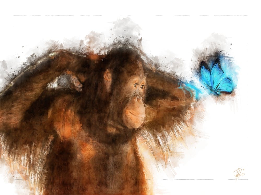 Orangutan And Butterfly