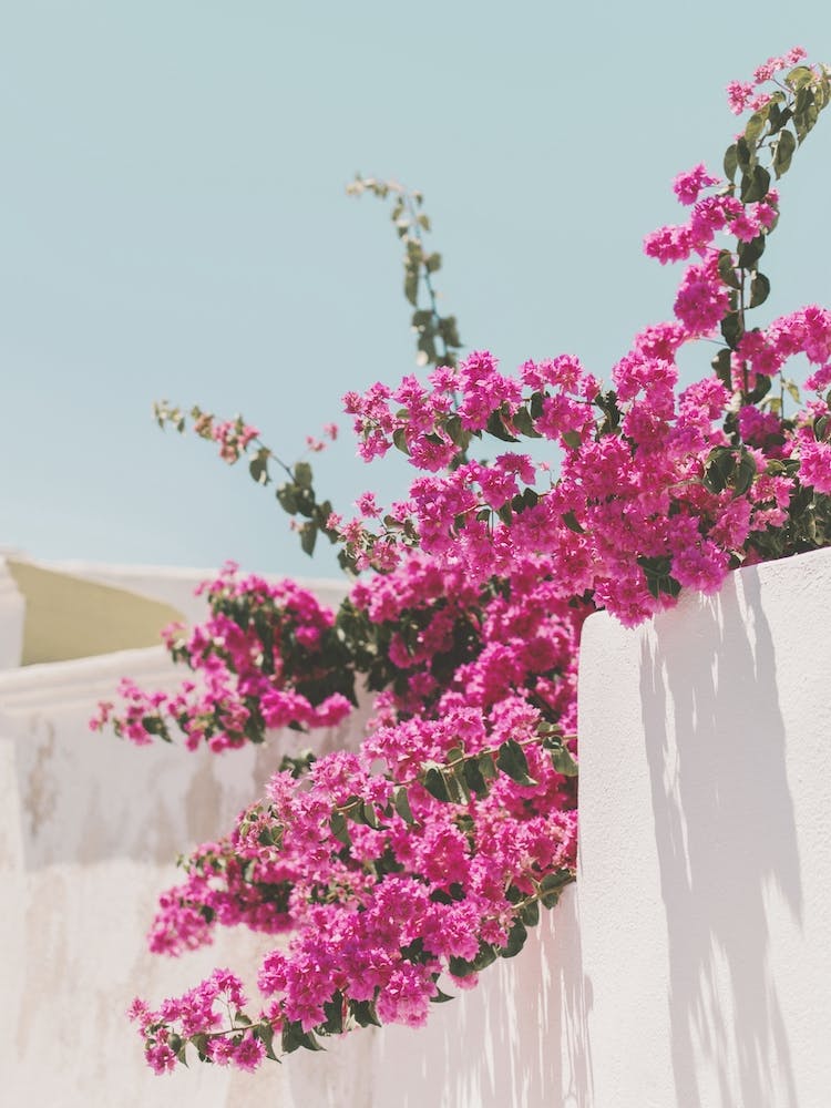 Bougainvillea Bush